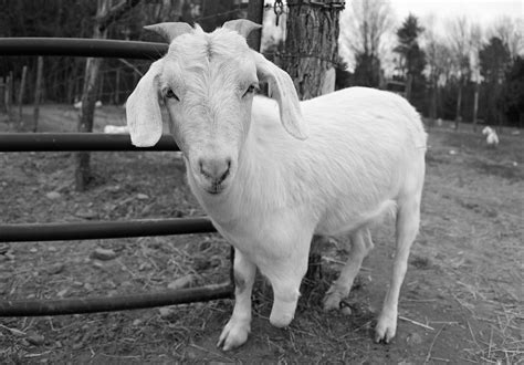 albi the goat